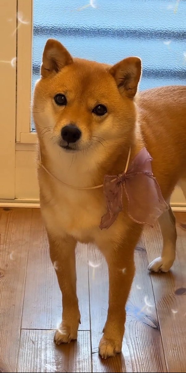 sasabunex's tweet photo. ぎゃんかわぽにゃ子です🦊

#豆柴  #柴犬　#豆柴たんぽぽ 
#shibainu #mameshibatanpopo https://t.co/6mjbjVAHeT