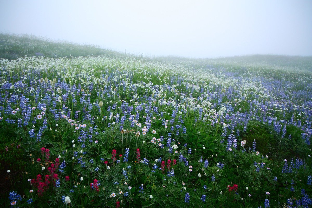 artindetails's tweet image. blooming through the mist. by lazgrapher