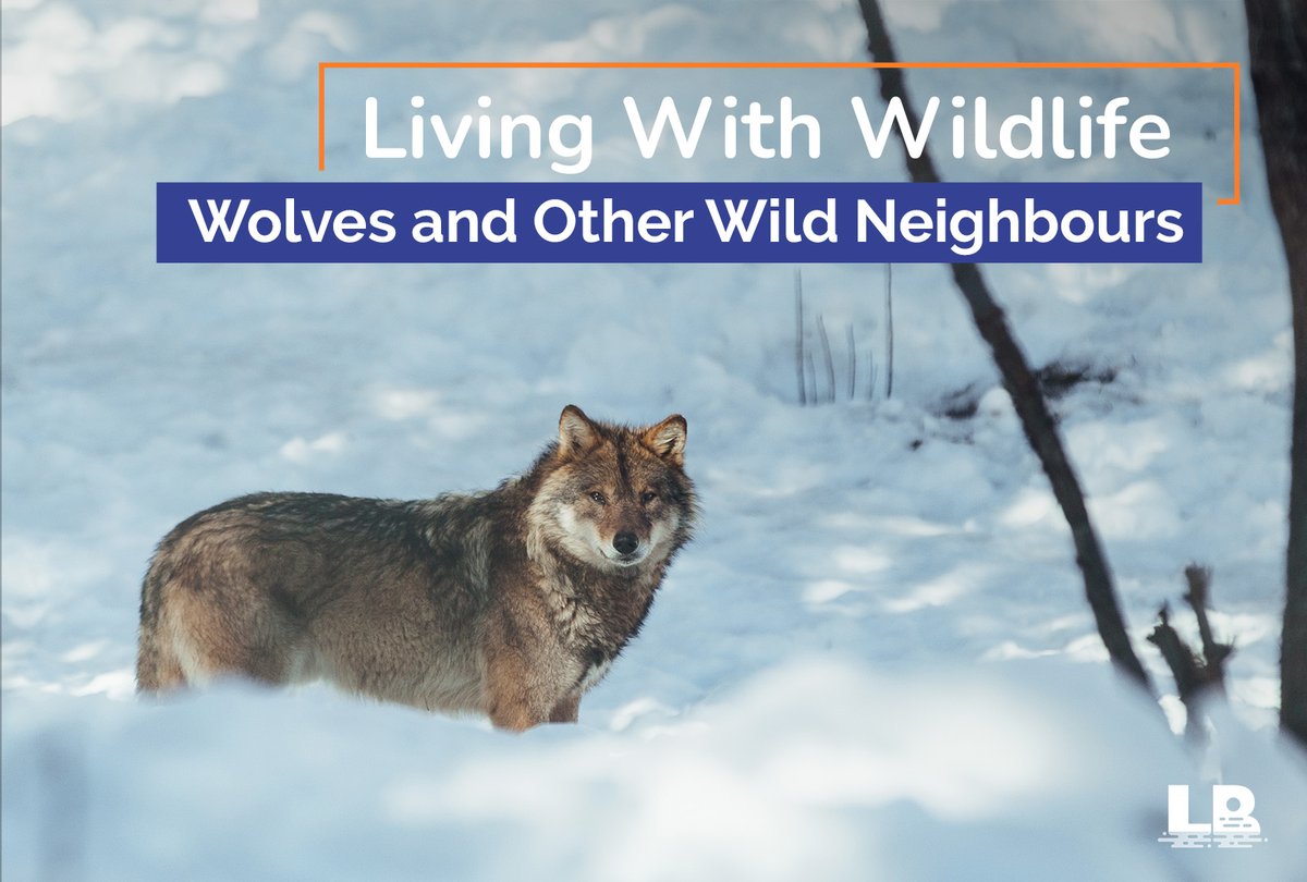 Life in Lake of Bays means sharing the landscape with many wild neighbours… not just the human kind 🐺 Unwanted interactions with furry friends like wolves can be prevented. A few simple habits help keep pets, people, and wildlife safe. 📃 Learn more: ow.ly/HRf150XSVrE