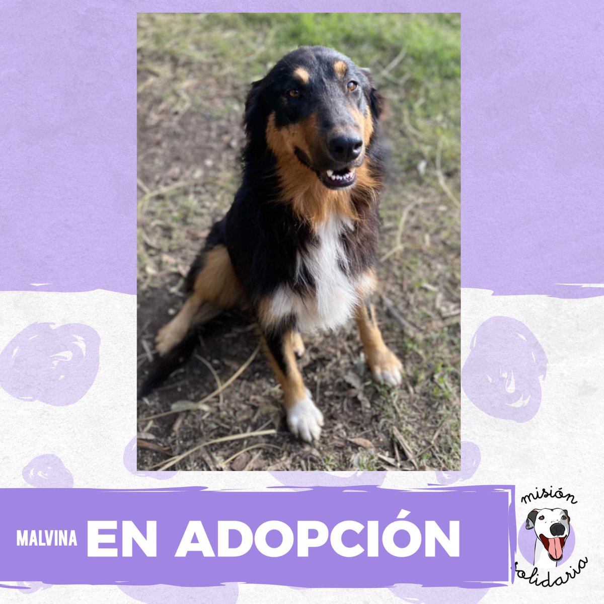 lagarzasosa_'s tweet image. Malvina tiene 2 años. Está vacunada, desparasitada y castrada, es de tamaño mediano. Busca una familia que la llene de amor y le peine su pelito de modelo 🪮🐶.
Queres adoptarla? Escribime!
misionsolidariatwitter@gmail.com
Asunto: Malvina en tu corazon 🐾
RT porfa