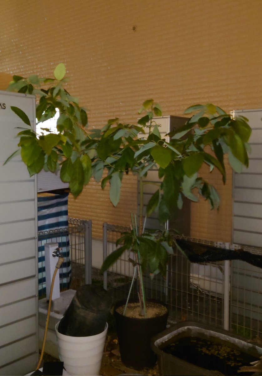 Post by 新田靖成 on X: 1/8のアボカド