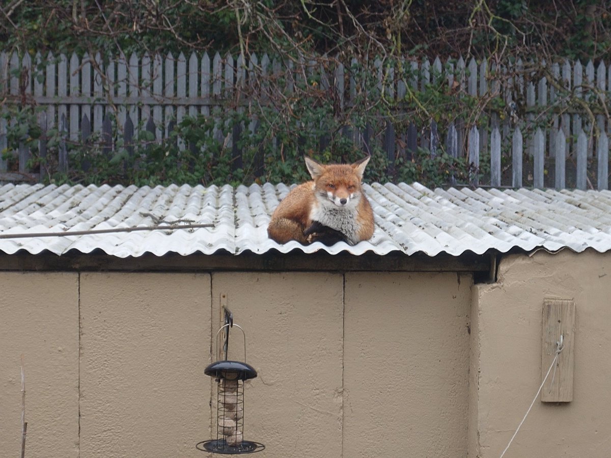 I always thought I would never see a fox during the day, let alone have a fox smiling at me from my garage roof.  How lucky am I!!!
<a href="/ChrisGPackham/">Chris Packham</a>