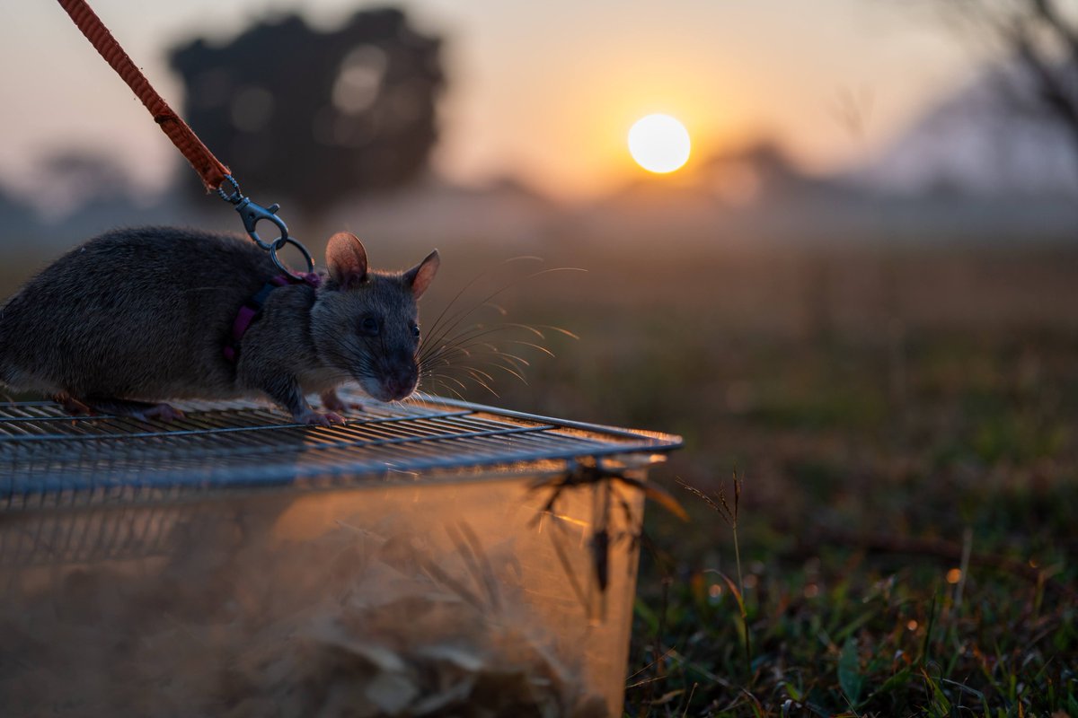 herorats's tweet image. Another beautiful day at our training minefield in Tanzania 🇹🇿. The rains are changing the landscape from brown to green! #HeroRATs in training learning to sniff out real landmines. Thanks to support from players of @PostcodeLottery.

#APOPO #scentdetection #PostcodeLotteryPeople