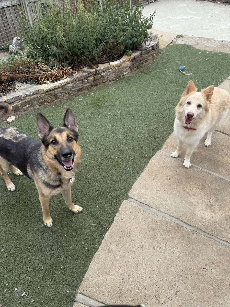 Dallas is 5yrs old and he arrived with undiagnosed EPI but after some vet care and the right food and supplements he is thriving. Dallas can live with older kids and isn't bothered by other #dogs 
#germanshepherd #Essex 
gsrelite.co.uk/dallas/