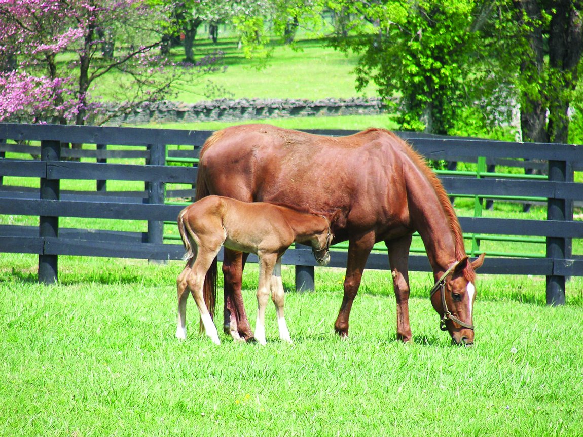 Grayson_JC's tweet photo. From the barn to the winner’s circle, healthier horses mean a stronger sport. Donate today to support critical equine research through the Grayson-Jockey Club Research Foundation. 🧬🐴
Give today and help all horses.
https://t.co/AnwZRNyzQI
#HelpHorses #EquineResearch https://t.co/rqEsqJPAJu