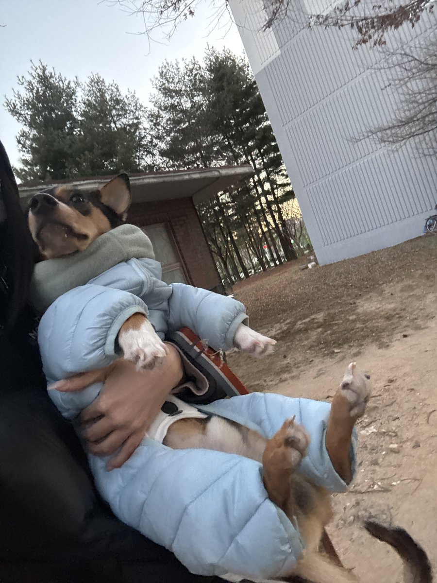 산책 다했는데 집앞에서 안간다고 누워버려서
 안고 귀가엔딩함...