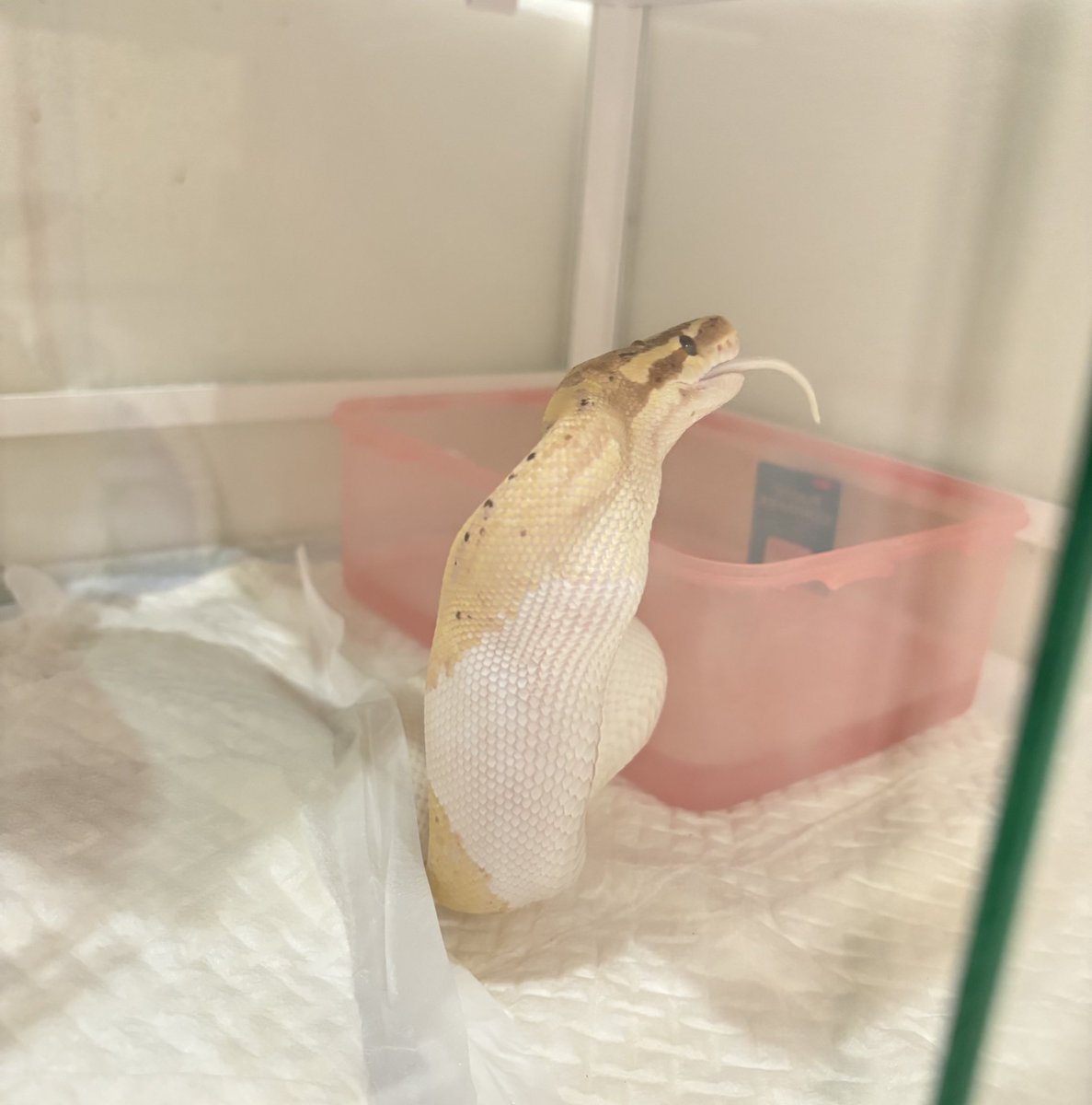 sumicres08's tweet photo. 新年初ネズミ🐀(このあと吐き戻してしまった…心配…) https://t.co/1k1JAU5zi1