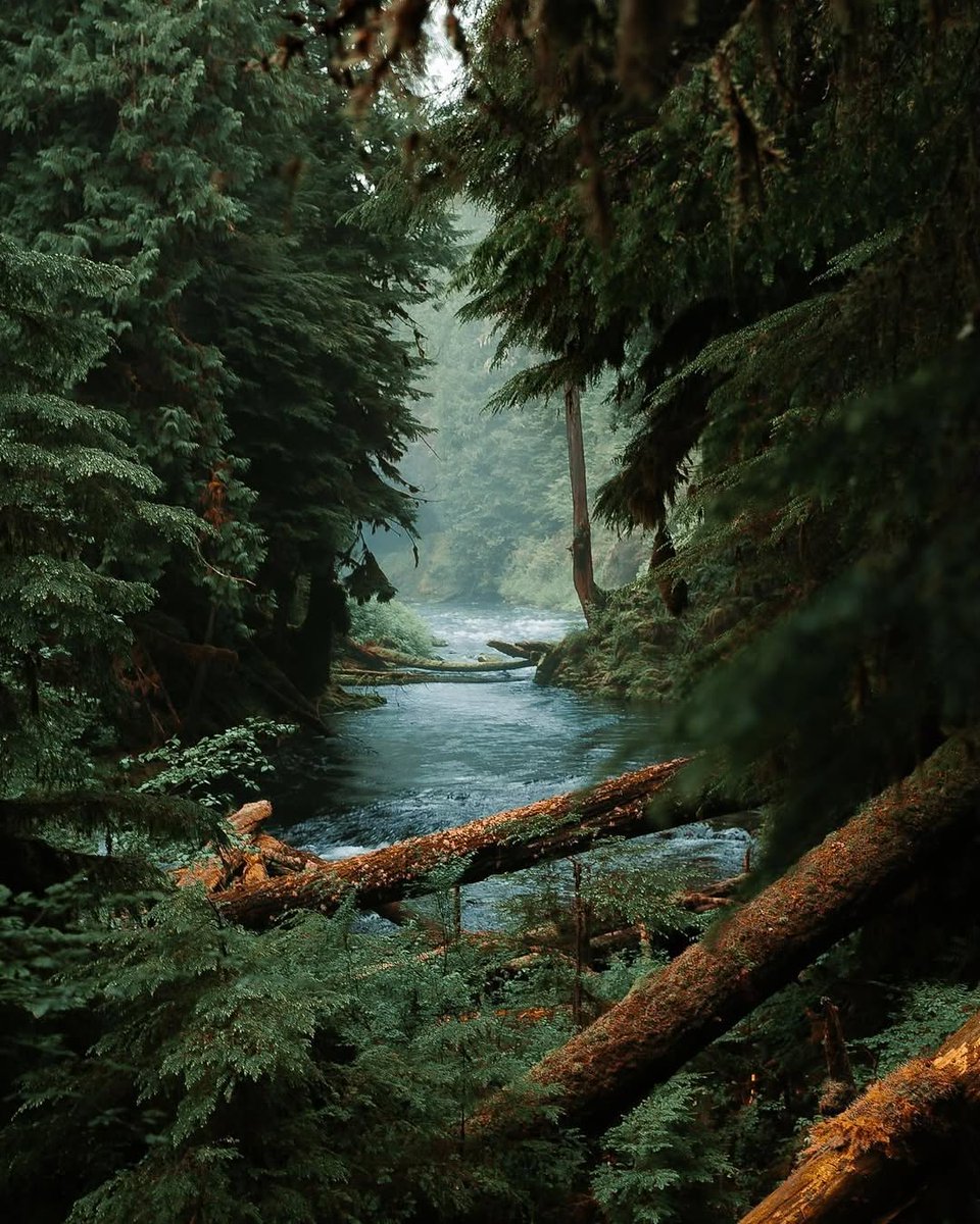 visualsofearth1's tweet photo. Pacific Northwest https://t.co/xQe2SWaMzc