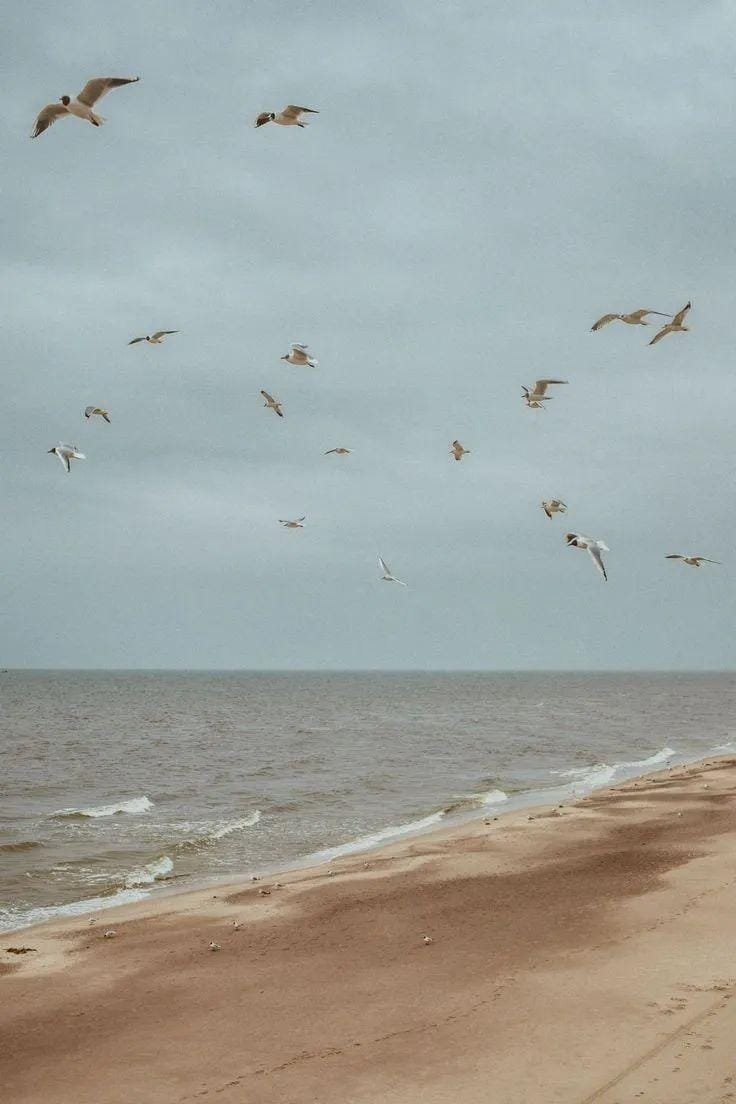 artindetails's tweet image. coastal calm.