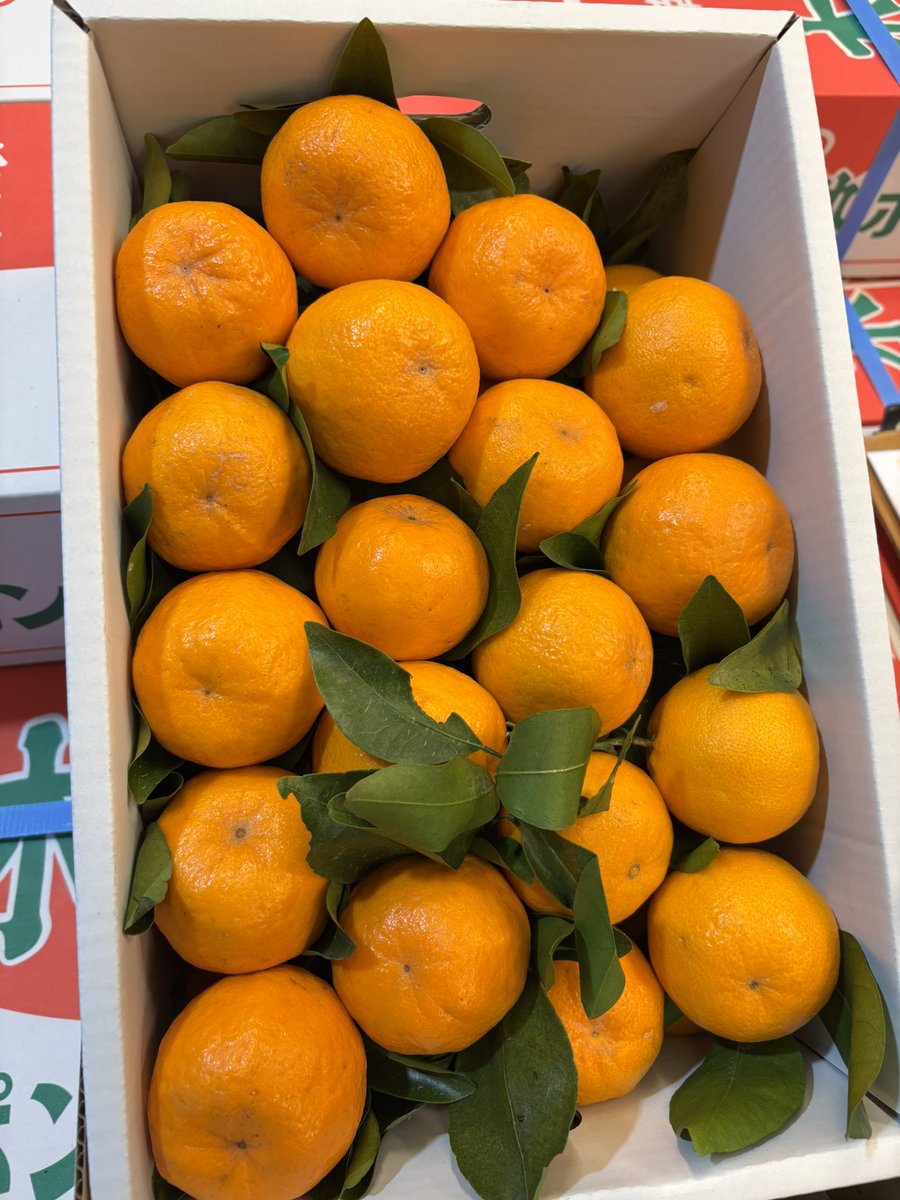 みかん(panther.6413509)様♡ありがとうございます♡ みかんノート (@mikanflavor1) / Posts / X