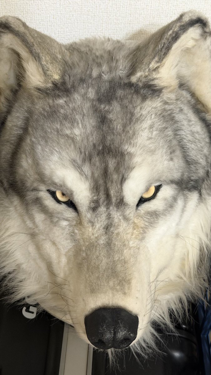 Rin_TimberWolf's tweet image. 