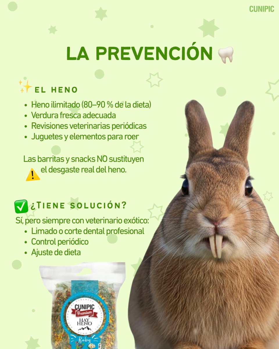 🦷🐰 Los dientes de los conejos nunca dejan de crecer
Y cuando no se desgastan correctamente… aparece la maloclusión dental.

❌ Nunca intentes cortar los dientes en casa.

¿Revisas a menudo los dientes de tu conejo? 💚

#Cunipic #Conejos #SaludDental #Maloclusión