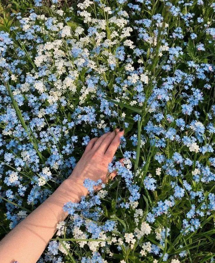 artindetails's tweet image. forget-me-nots