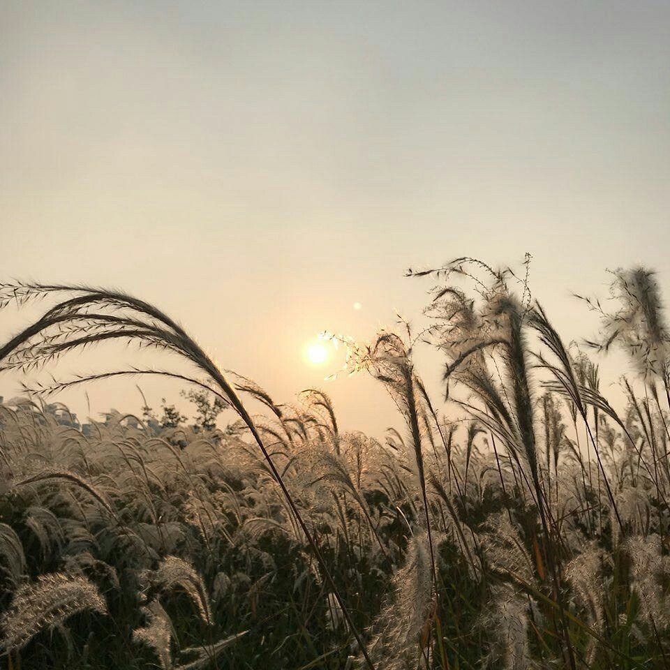 artindetails's tweet image. golden hour glow.