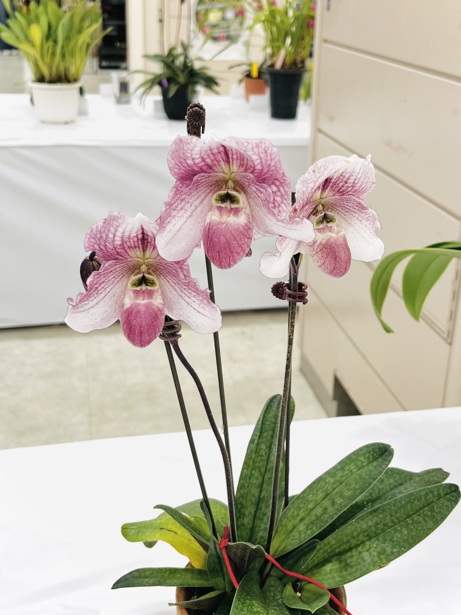 サンシャイン蘭展、夕方ちょこっとだけしか行けなかったけど心ときめく蘭がいっぱいでした。生き返った✨