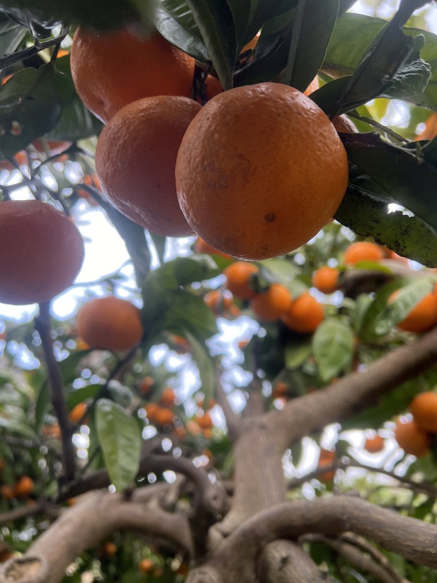 みかんの出荷と、製糖に追われすぎて、新春みかんの会の宣伝をあまりできてなかったよ。今年で14年目、dans  la natureの千葉奈津絵さんと続けてきた、大切な新年のイベントです。農のこと、食のこと、毎日のこと、いろいろ話してきたねえ。今年もよろしく。あと6人！
1/12、吉祥寺のキチムにて。