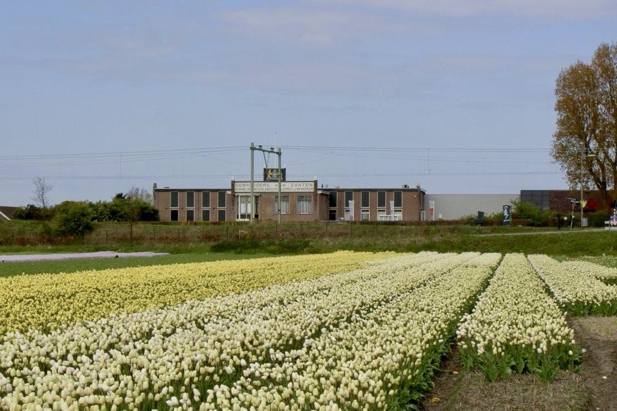 Het CultuurHistorisch Genootschap Duin- en Bollenstreek <a href="/Bollenerfgoed/">Bollenerfgoed</a> verzoekt de <a href="/gem_hillegom/">Gemeente Hillegom</a> de historische gebouwen van bloembollenbedrijf Koninklijke Gebr. Van Zanten in Hillegom aan te wijzen als gemeentelijk monument bollenerfgoed.nl/nieuws/verzoek…
