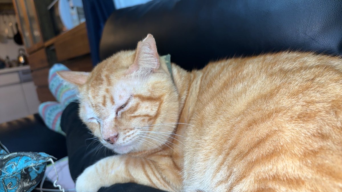 ねこおじのトラさんがうちの猫によく似ている。
茶トラはデカい子が多い。デカ茶トラの顔の大きさとかボディのふくふくした感じがよく出てるなあ