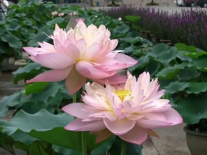 artindetails's tweet image. lotus.