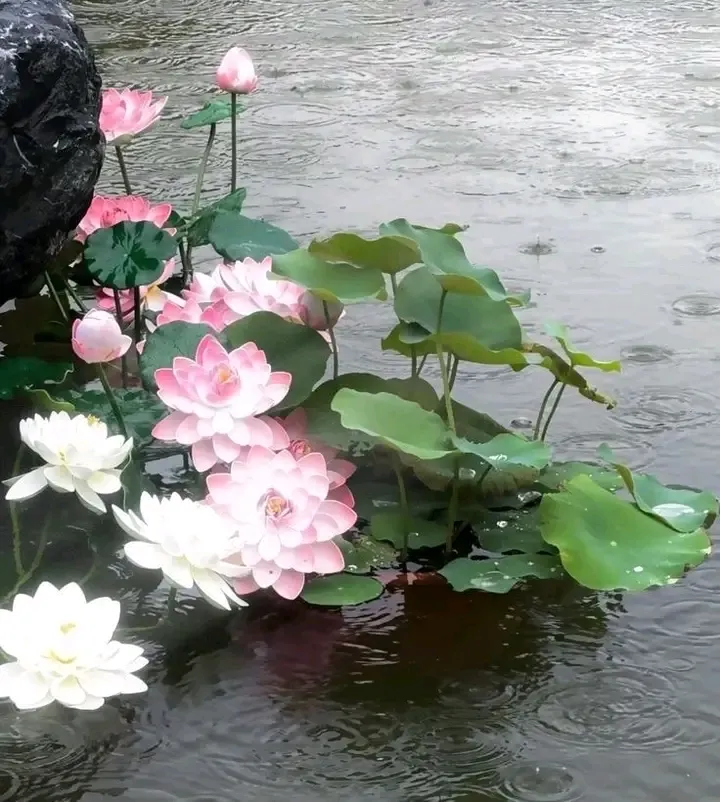 artindetails's tweet image. lotus.