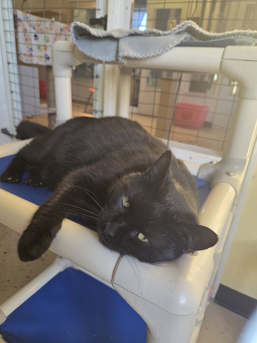Skunk says "I'm going back to sleep, I was up all night chasing the rainbow mouse trying to get it perfectly behind my litter box!"
#sleepy #Silly #catlovers #Virginia