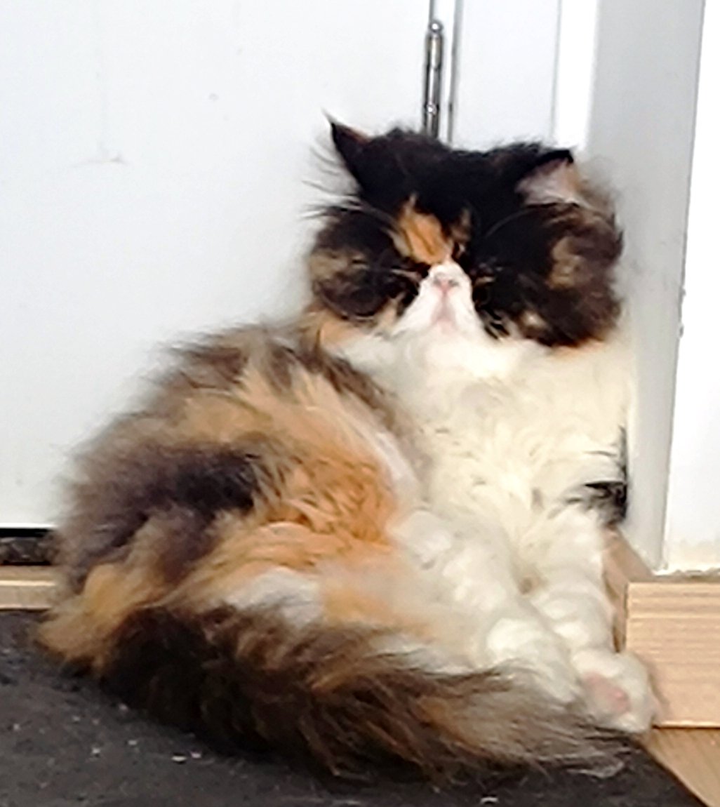 Roveroni's tweet image. Me vê aí um Campeão sem filtro, uma Lokal e um amendoim enquanto vejo n4z1s sendo tratados você sabe como.