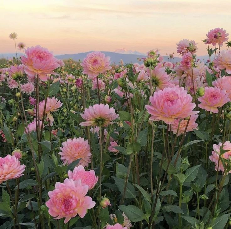 artindetails's tweet image. spring painted in pink.