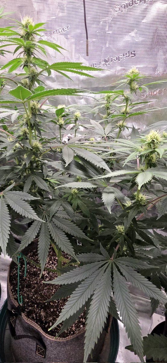 AlienFogMachine's tweet image. ILGM blueberry is stacking up. I did get a clone of this so let's hope it's a banger.