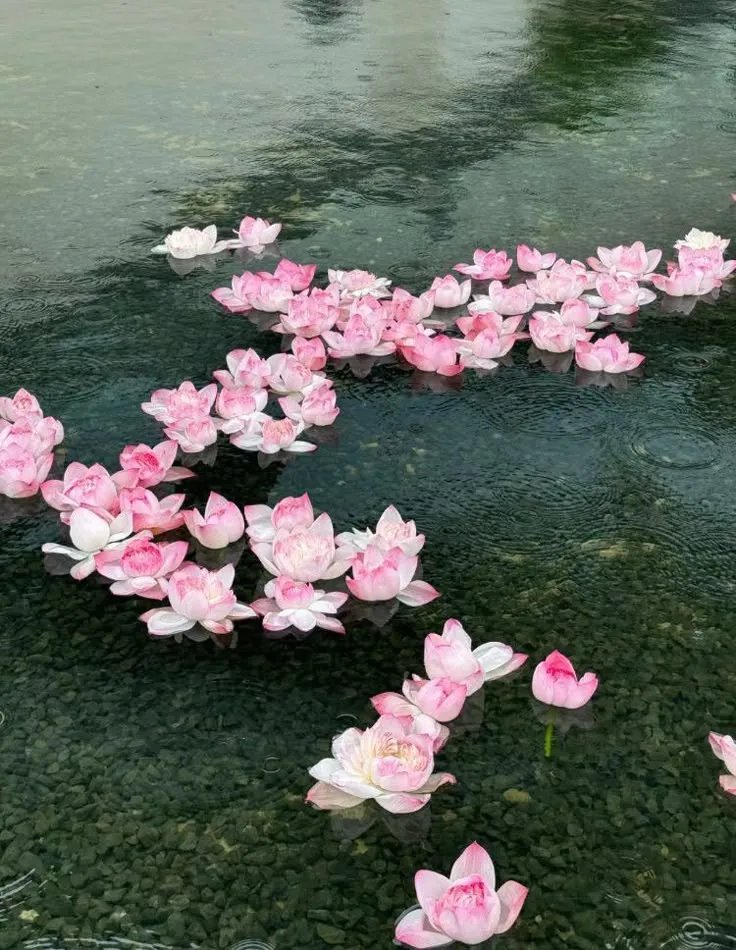 artindetails's tweet image. lotus flower.