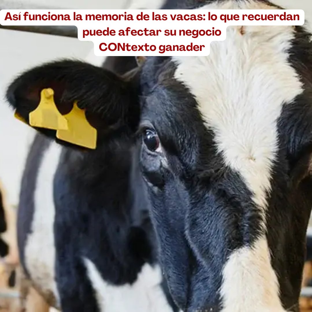 PL_Chiquinquira's tweet image. Desde el aprendizaje por repetición hasta el recuerdo de experiencias positivas o negativas, los bovinos responden a un entorno que deja huella.  🌱🤍

@fedegan @jflafaurie #BienestarAnimal #ConstruyendoGanadería #OrgullosamenteGanaderos