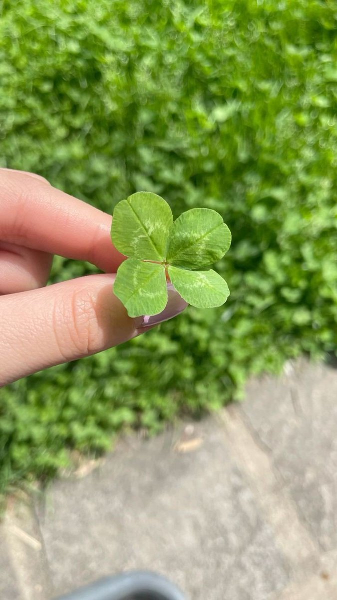 artindetails's tweet image. a four-leaf clover for good luck.