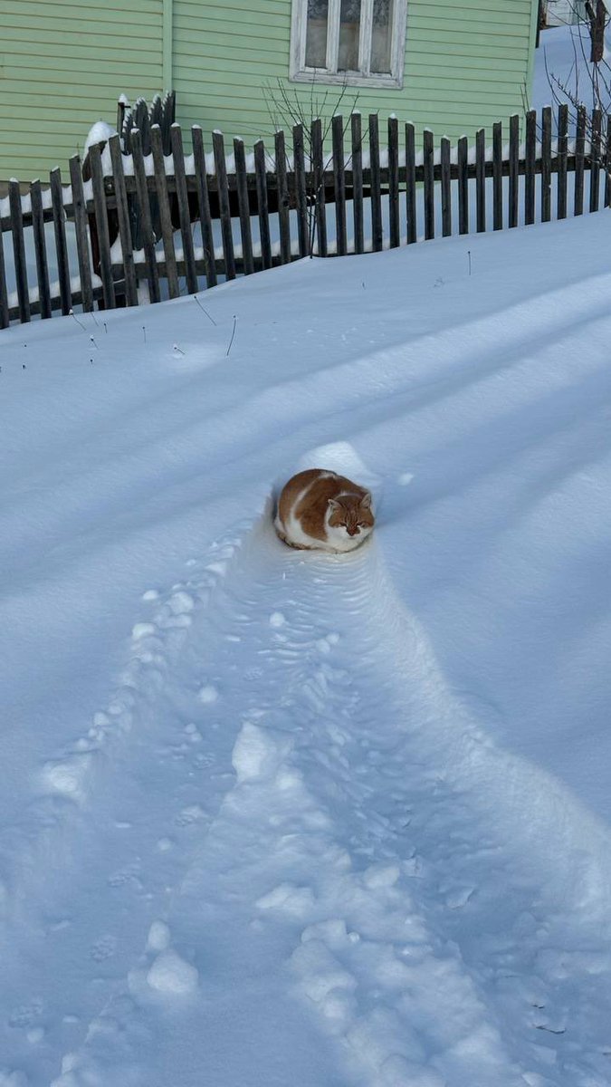 кіт-метеорит