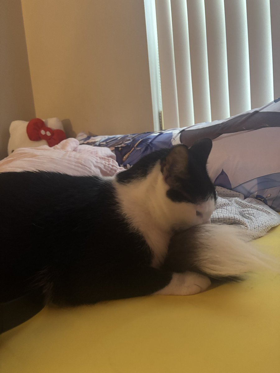 rexicakitty's tweet image. hi fiys this is my cat his name is jojo like jotaro kujo say hi !