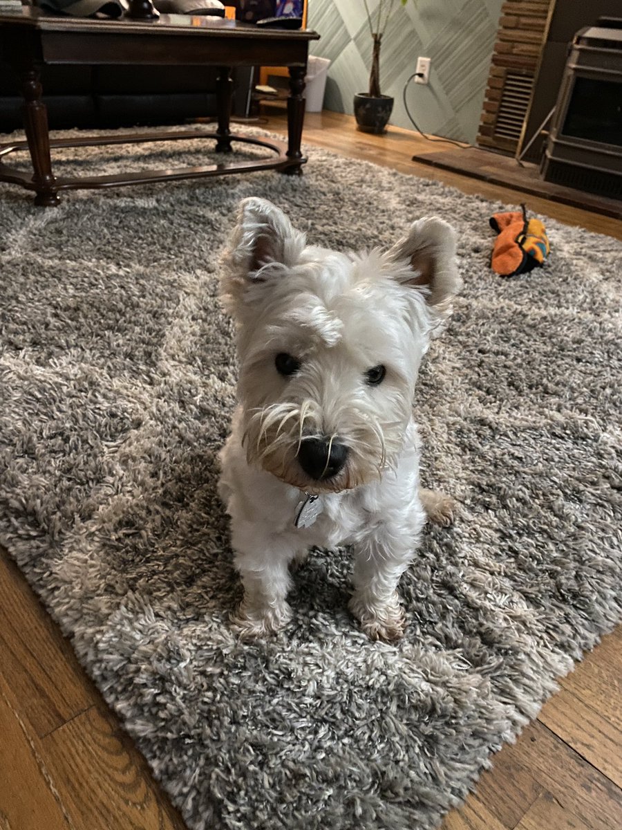 MeganDorne83483's tweet image. I’ve completed all my administrative work for the day-pee-mails throughout the neighborhood have been read and responded to.