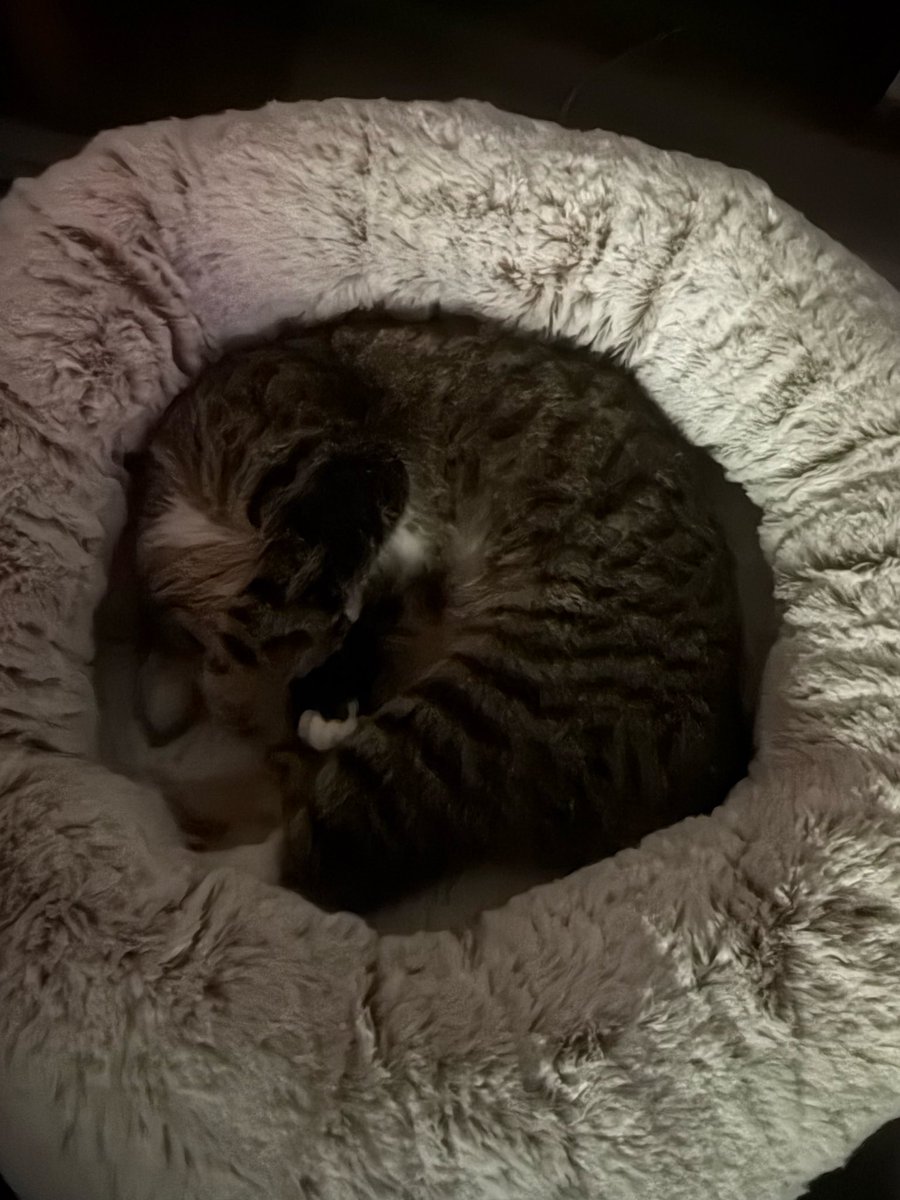StoneColderest's tweet image. You know I didn’t think when I got a cat that they would only have 3 moods. Cuddly baby, sleepy baby, and actual crackhead with 1 billion energy. (Sleepy circle for reference)