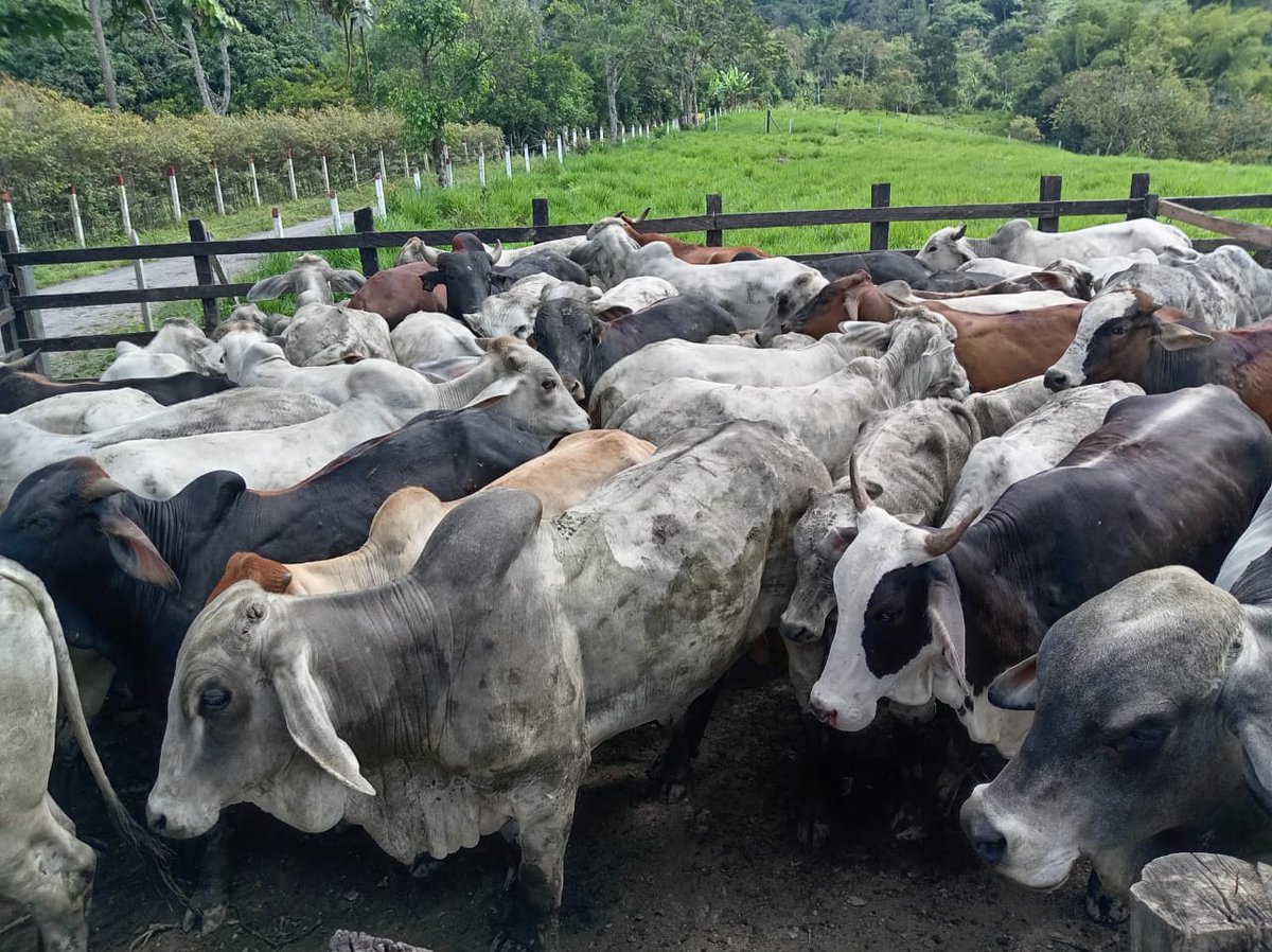 PL_Chiquinquira's tweet image. los corrales son fundamentales para el manejo del ganado, evitando estrésalos y trabajarlos con mucha calma para que no tengan alteraciones en la salud @Fedegan @jflafaurie @PL_Tunja #OrgullosamenteGanaderos