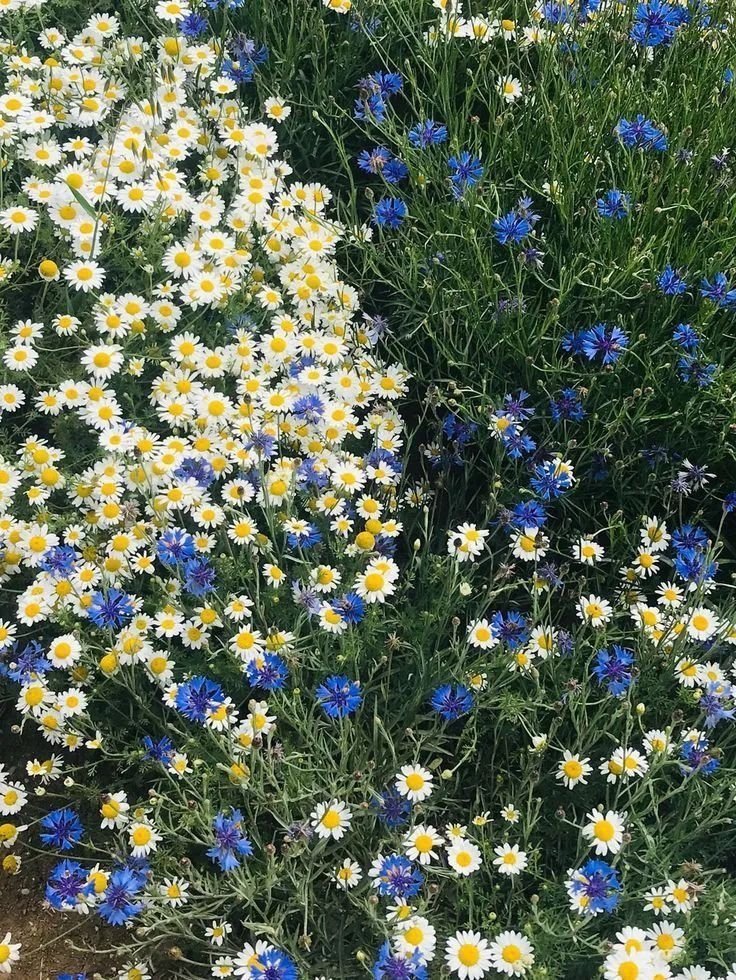 artindetails's tweet image. flowers are stars beneath our feet.