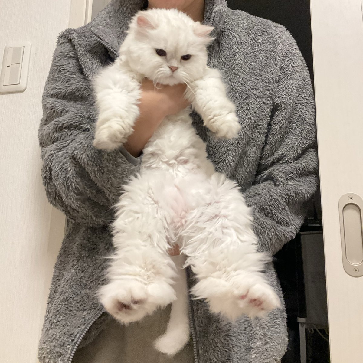 rrn's tweet image. もろもろ犬