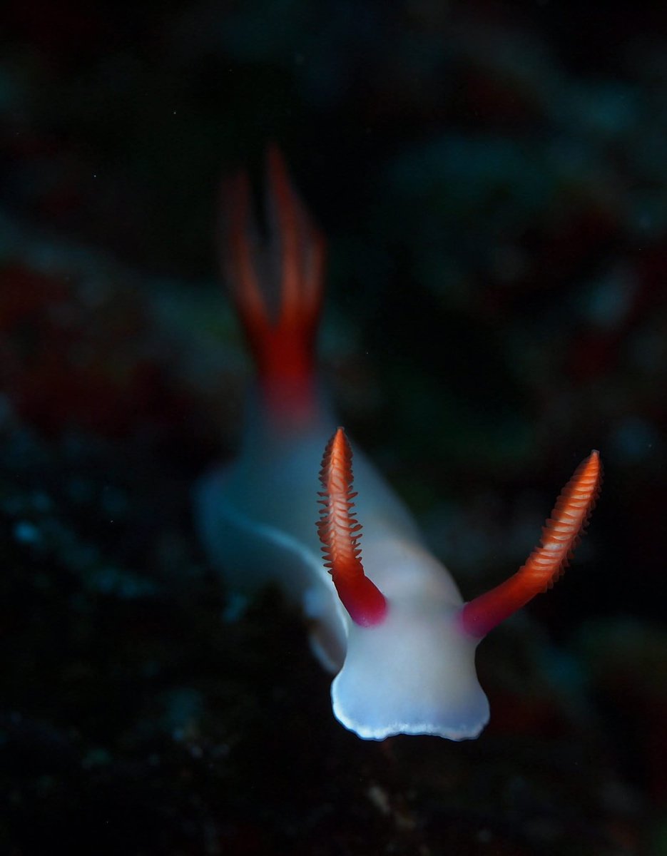 88dvEBkJ1zYu5Db's tweet image. 恩納村で撮った子