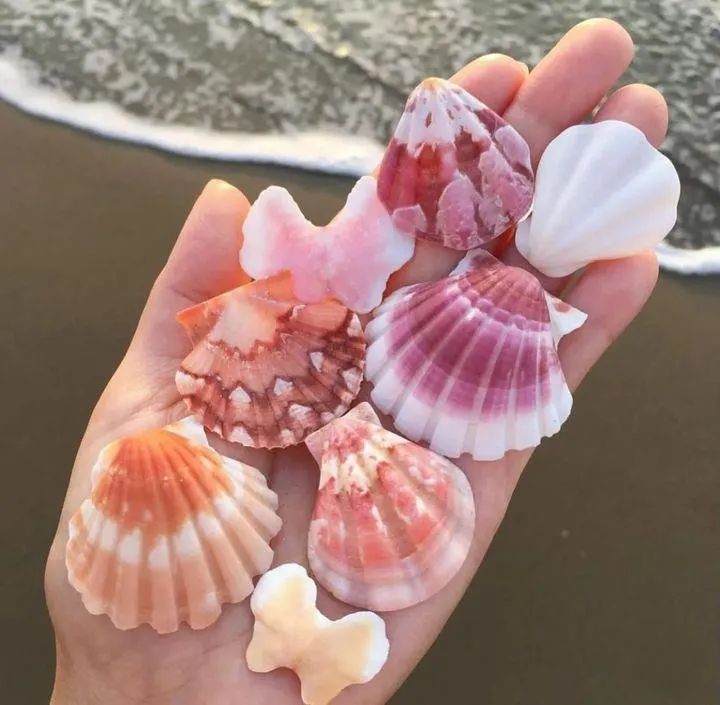 artindetails's tweet image. pink seashells.