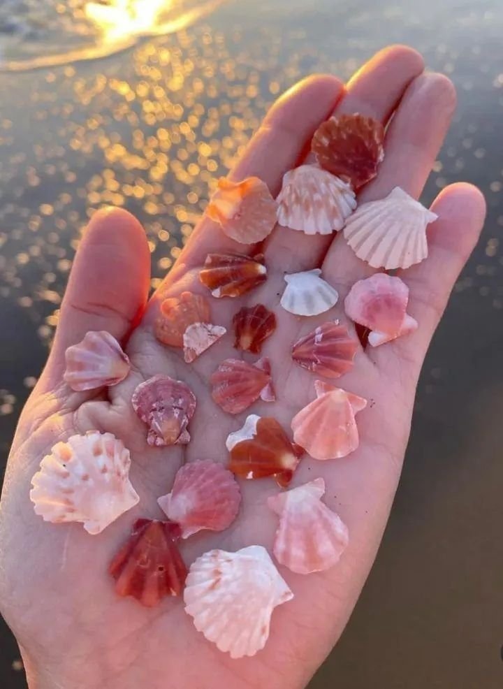 artindetails's tweet image. pink seashells.