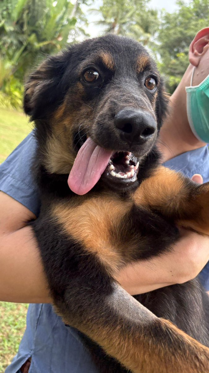 He arrived with a huge brain injury as a little baby. 

We just told Stormzy that tomorrow his new mum is coming to pick him up. 

Our work is very nearly done for this beautiful boy ❤️