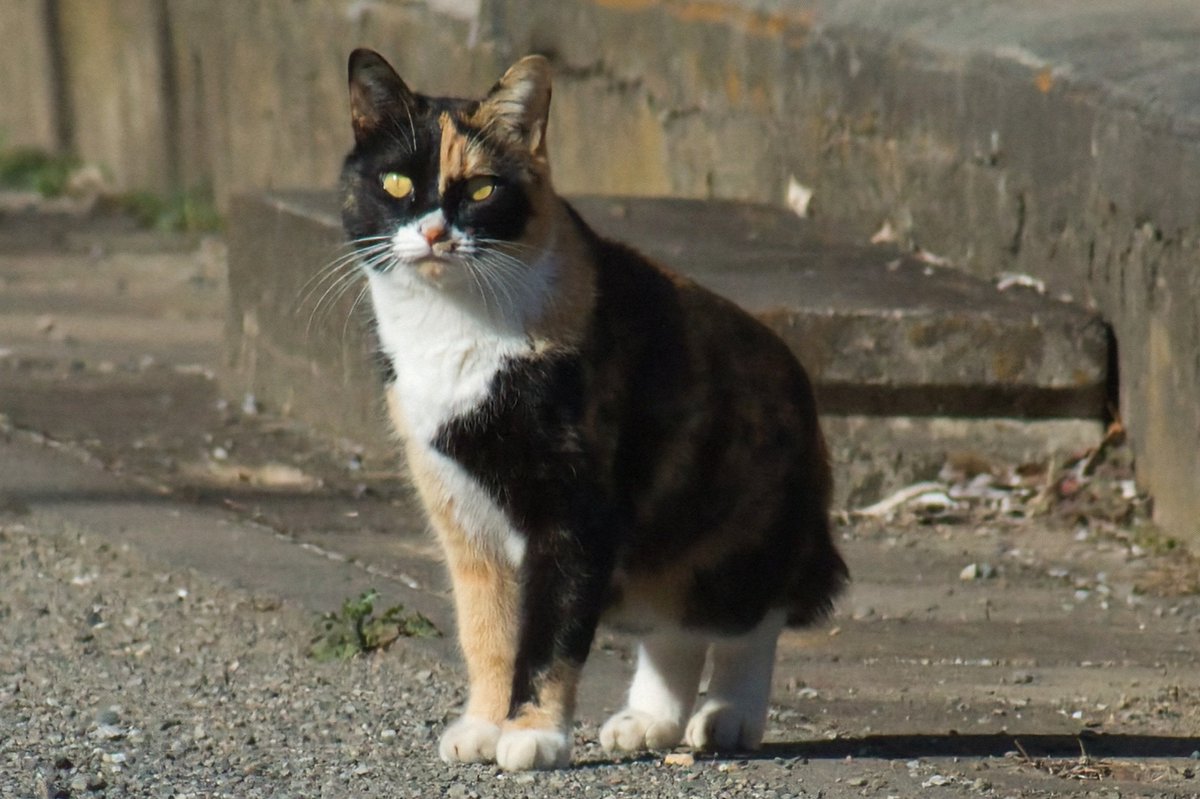 こっち見んな」と言いたげな野良にゃん。サーセンwwww