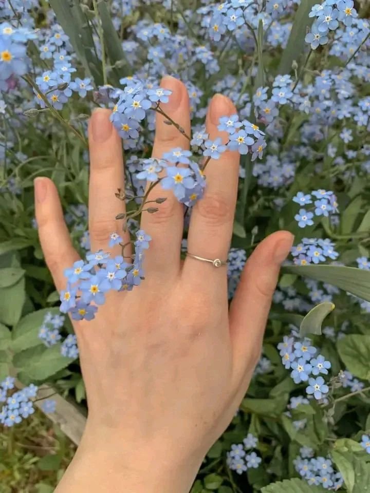 artindetails's tweet image. forget-me-not.