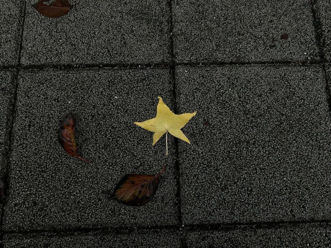 here's a star-shaped leaf to give you good luck ✨