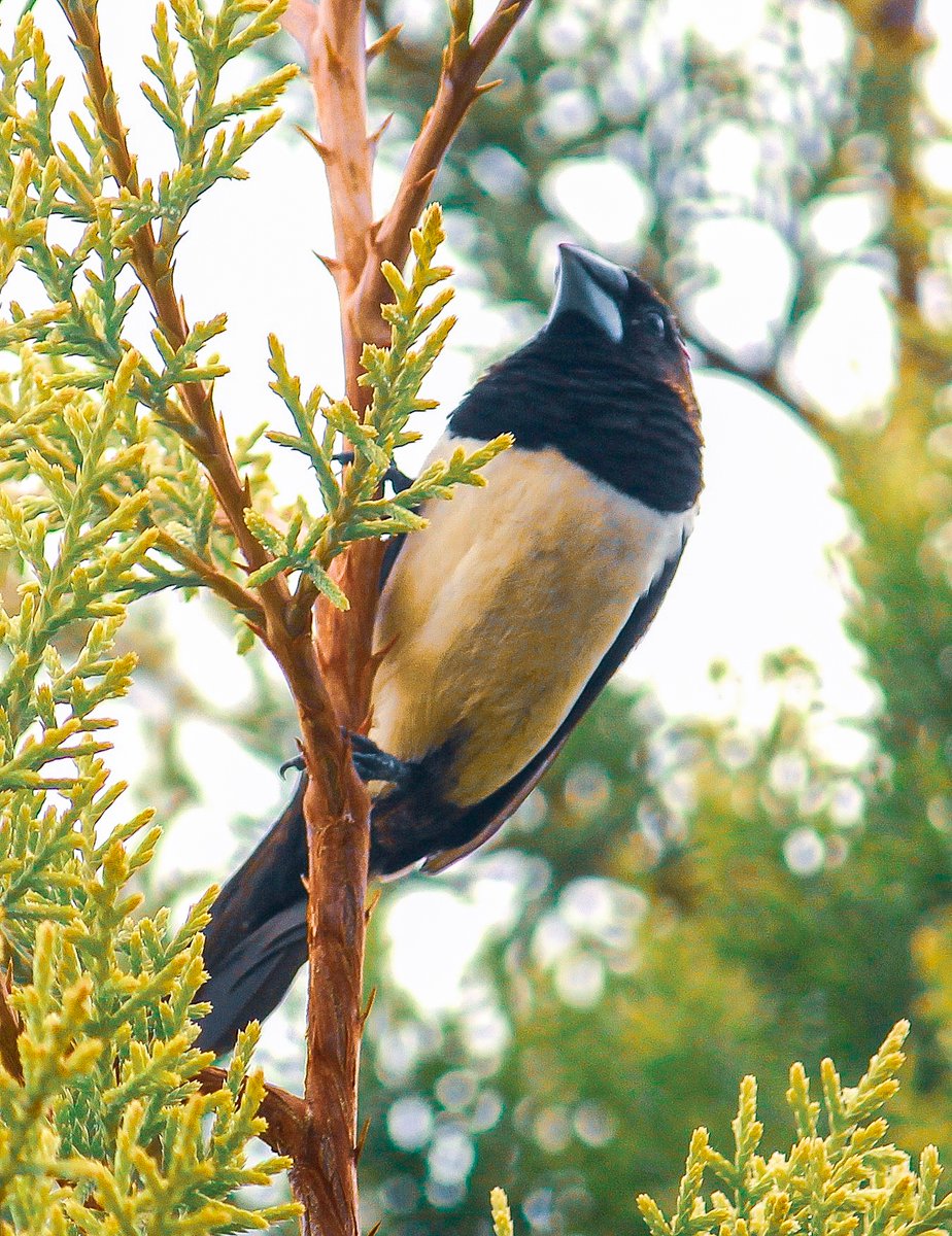 ShaswatPanda11's tweet photo. A blissful afternoon for a white-rumped munia. @IndiAves #birdphotography https://t.co/szkunoP0b6