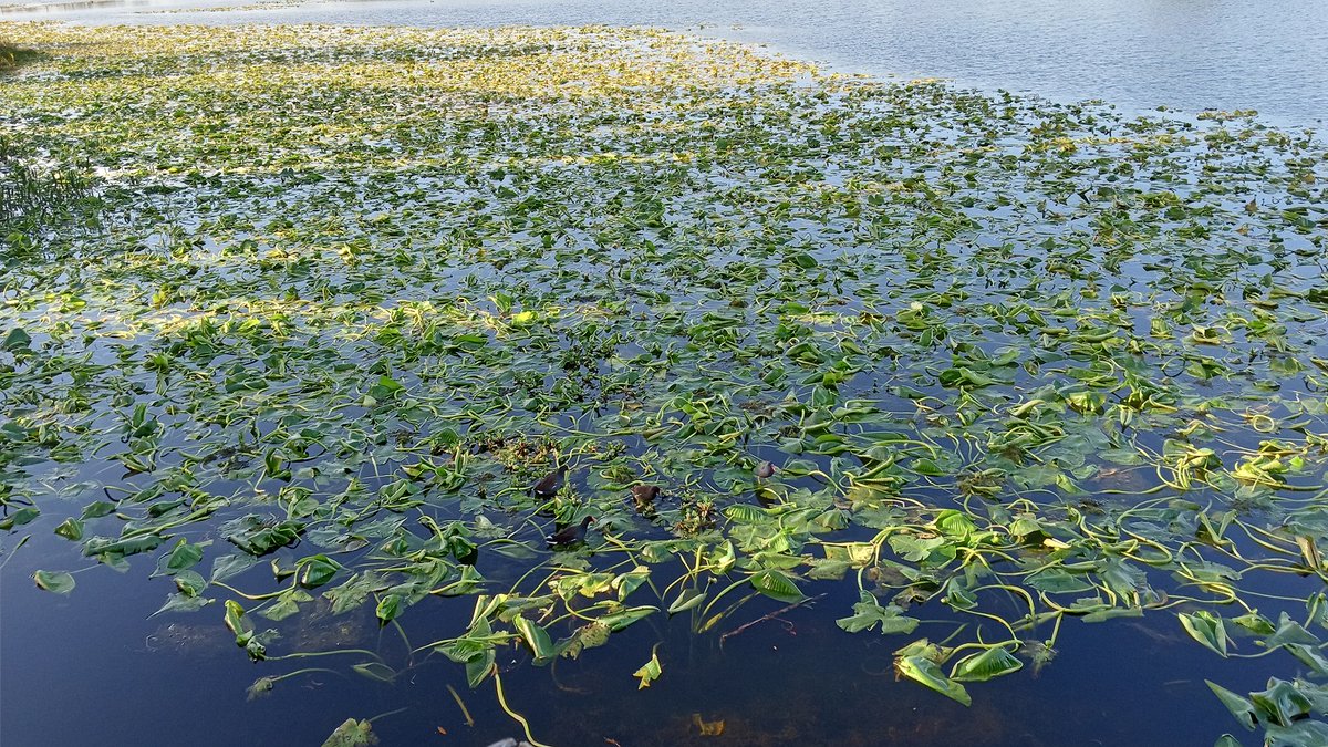 TheFootBaptist's tweet photo. Observe what the chemical attacks(chemtrails) are doing to the lily pads. The lily pads are weak, limp, and unhealthy. They can no longer hold themselves up. They can no longer provide shade or hiding places for birds and fish. 

This is in Walsingham Park in Largo, Florida. The Mid-West of Florida has been getting chemmed hard for what seems like a year or more.