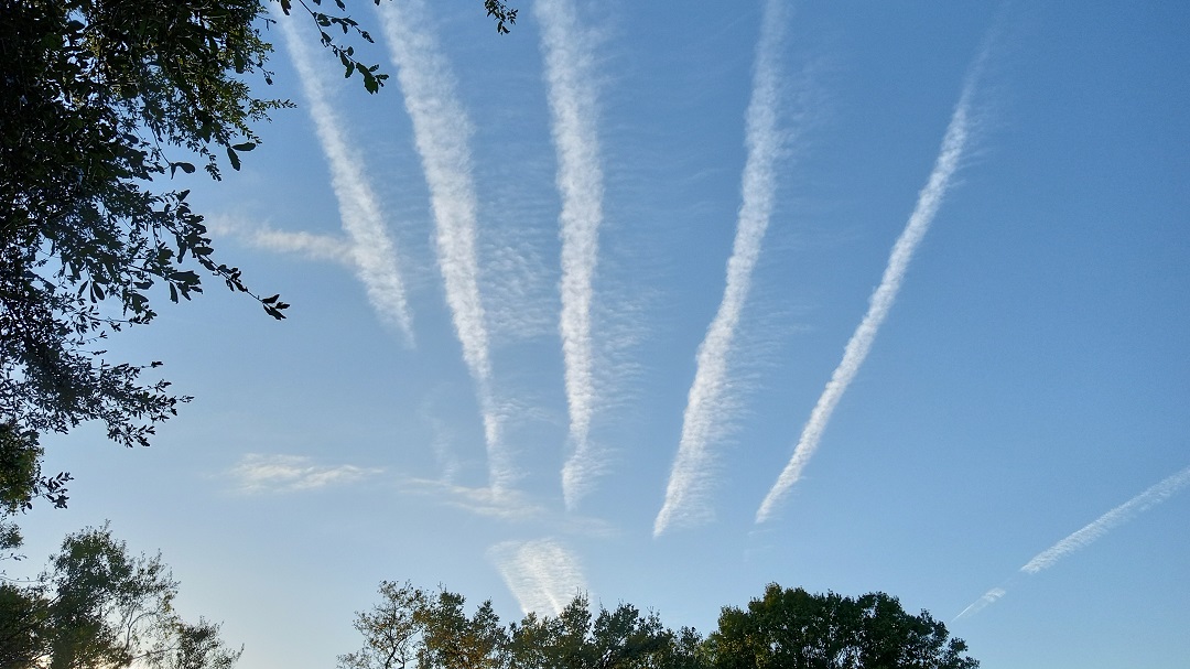 TheFootBaptist's tweet photo. Observe what the chemical attacks(chemtrails) are doing to the lily pads. The lily pads are weak, limp, and unhealthy. They can no longer hold themselves up. They can no longer provide shade or hiding places for birds and fish. 

This is in Walsingham Park in Largo, Florida. The Mid-West of Florida has been getting chemmed hard for what seems like a year or more.