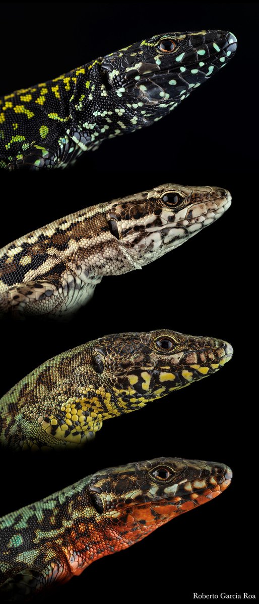 Science Magazine tweet media