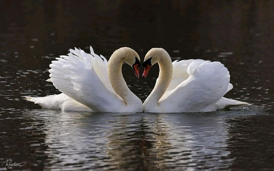 floating poetry.